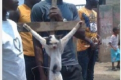 muslims-crucify-cat